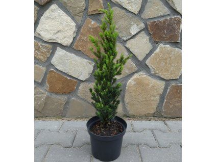 Tis Fastigiata Robusta 3L 50 60cm.