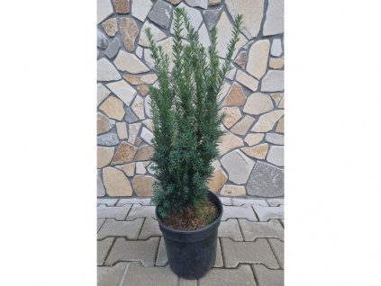 Taxus B. Fastigiata Robusta 3L