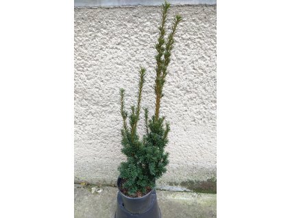 Taxus Media Columnaris 3 L