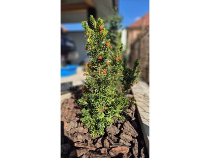 Taxus jap nana