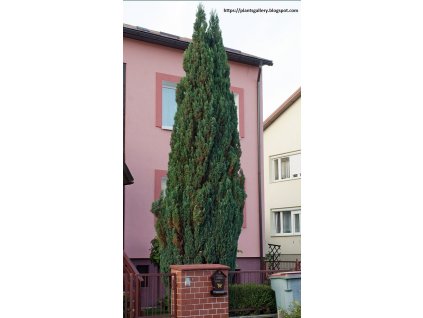 IMGP5415 Chamaecyparis lawsoniana 'Ellwoodii' Cyprysik Lawsona