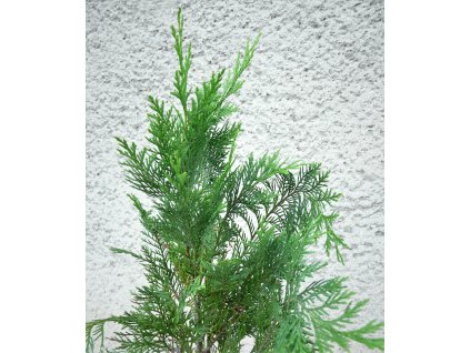 CHL ERECTA VIRIDIS
