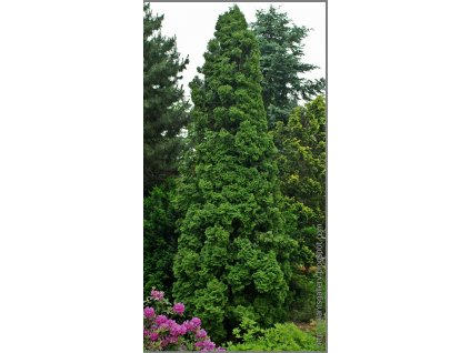 Thuja occidentalis 'Malonyana' ywotnik zachodni 'Malonyana'