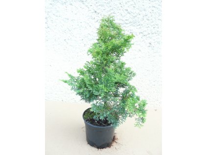 CHO ERICOIDES