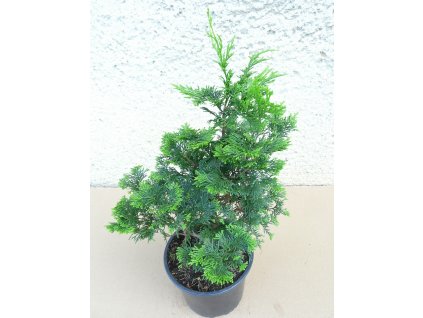 CHO GRACIOZA2