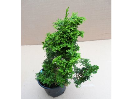 Chamaecyparis Obtusa Lynn´s Golden (Výška 25 - 30cm, 1L)