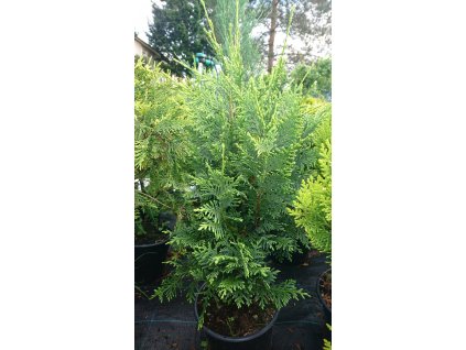 CHNOOTK GLAUCA