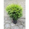 Danica Aurea 3L