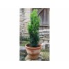Taxus B fastigiata 3l
