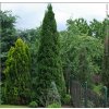 Thuja occidentalis 'Smaragd'3