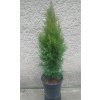 Thuja Occ Smaragd 60 70 3L