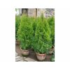 Tuja Smaragd 3L