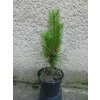 PINUS NIGRA GREEN TOWER 3L
