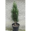 1369 2 pinus nigra green tower