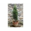 pinus nigra green tower
