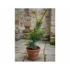 pinus parviflora shizukagoten 3L