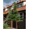 Abies koreana Jodła koreańska
