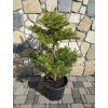 Abies Koreana 5L