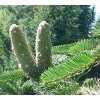 Abies nordmanniana