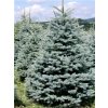 Picea Pungens Kaibab 3L