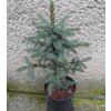 Picea Pungens Kaibab 3L.