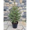 Picea pungens Glauca 5L
