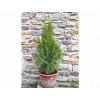 tuja smaragd 50 60cm 3l