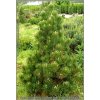 Pinus leucodermis 'Compact Gem'