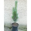 PINUS NIGRA FASTIGIATA 3L