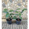 Vavrinovec Novita 3L 20 30cm 2