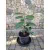 Vavrinovec Novita 3L 20 30cm