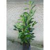 PRUNNUS LAUROSERASUS ELLy