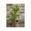 pinus parvofl schoons bonsai 3l