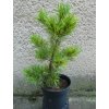 1599 pinus parvofl schoons bonsai 3l
