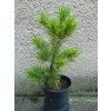 PINUS PARVOFL SCHOONS BONSAI 3L