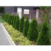 Thuja occidentalis 'SmaragD