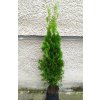 Tuja Smaragd 120 130cm (2)