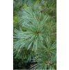 Pinus flexilis2