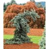 Picea Pungens Pendula