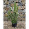 Pinus Nigra 3L 50 70cm