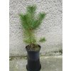 Pinus Nigra 3L