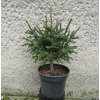 Picea orientalis Horstman 3L