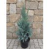 GH Laws Columnaris 3l