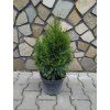 Thuja Smaragd 3L 40 50cm.