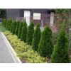 Thuja occidentalis 'SmaragD