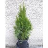 1682 4 tuja smaragd 50 60cm 3l