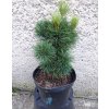 Pinus peuce 3L