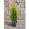 Tuja Golden Smaragd 3L