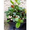 GAULTHERIA PROCUMBENS SPEEDY BARON 2