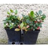 GAULTHERIA PROCUMBENS SPEEDY BARON